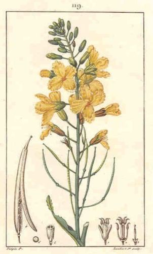 Lea - Brassica oleracea - капуста кочанная